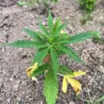 Gorilla Zkittles auto