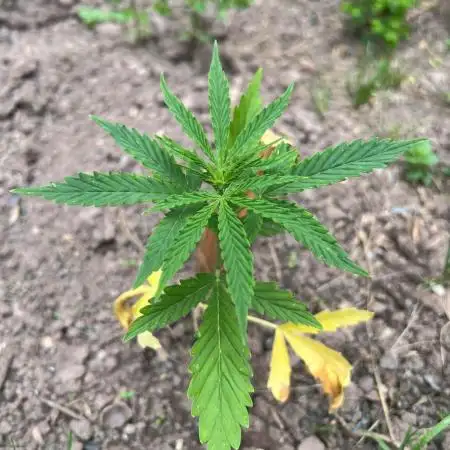Gorilla Zkittles auto