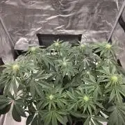 Zooapy   T.H Seeds ×Zamnesia