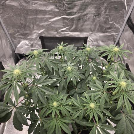 Zooapy   T.H Seeds ×Zamnesia