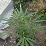 Gorilla Zkittles auto