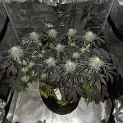 Zooapy   T.H Seeds ×Zamnesia