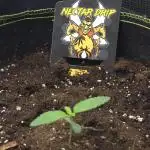 Nectar Drip