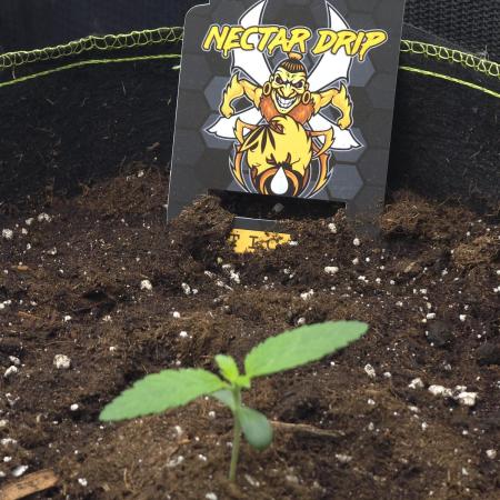 Nectar Drip