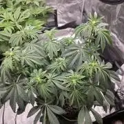 Zooapy   T.H Seeds ×Zamnesia