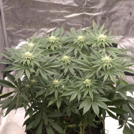 Zooapy   T.H Seeds ×Zamnesia