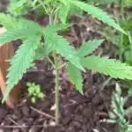 Gorilla Zkittles auto