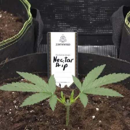 Nectar Drip Nr.2