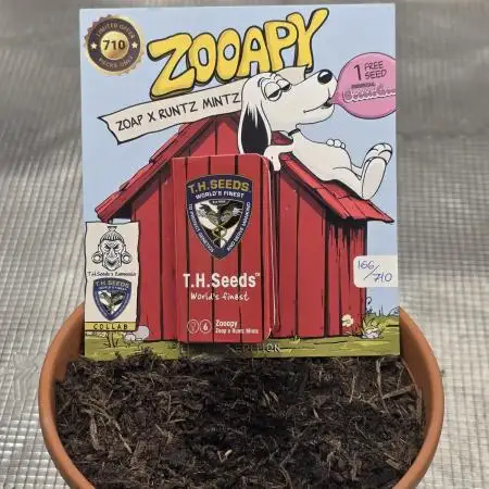 Zooapy   T.H Seeds ×Zamnesia