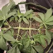 Zooapy   T.H Seeds ×Zamnesia