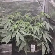 Zooapy   T.H Seeds ×Zamnesia