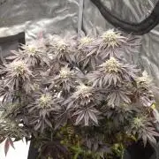 Zooapy   T.H Seeds ×Zamnesia