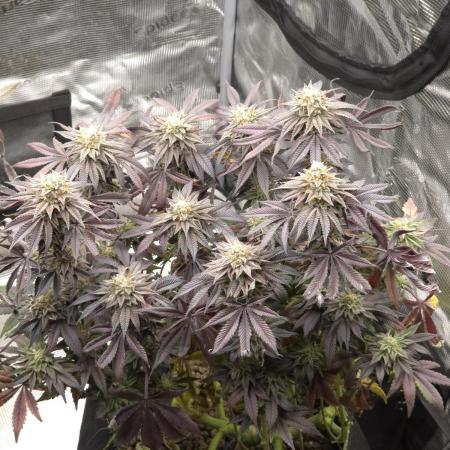 Zooapy   T.H Seeds ×Zamnesia