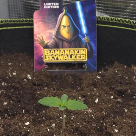 Bananakin Skywalker