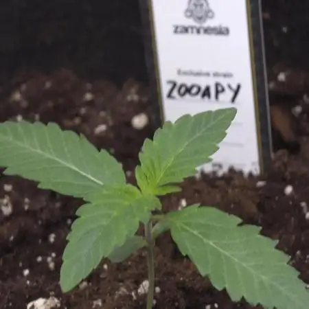 Zooapy   T.H Seeds ×Zamnesia