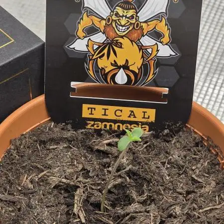 Nectar Drip