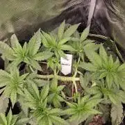 Zooapy   T.H Seeds ×Zamnesia