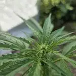 Gorilla Zkittles auto