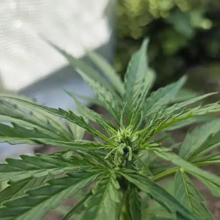 Gorilla Zkittles auto