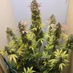 Northern Lights Auto very tight budget