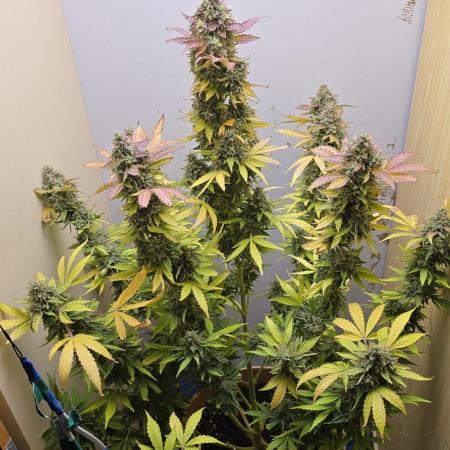 Northern Lights Auto very tight budget