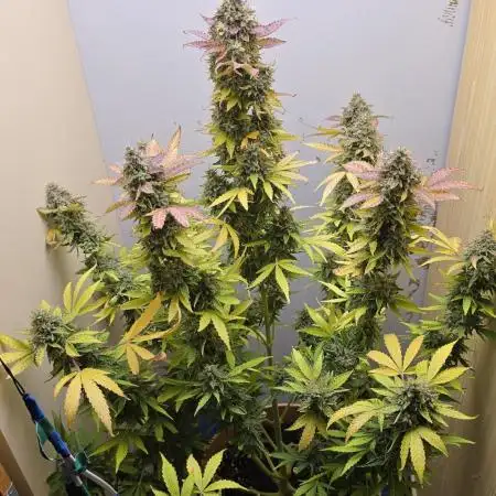 Northern Lights Auto very tight budget