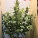 Northern Lights Auto very tight budget