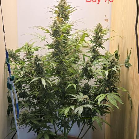 Northern Lights Auto very tight budget