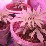 First time auto grower from south africa