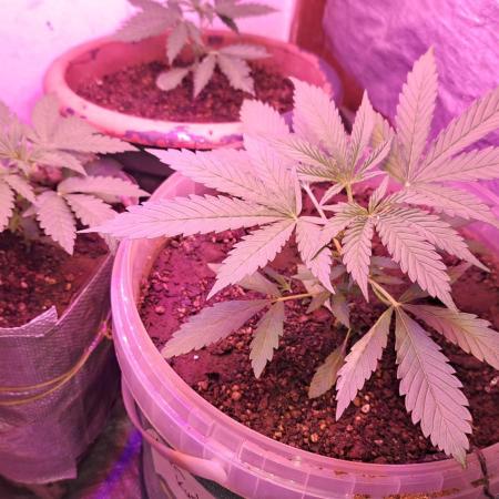 First time auto grower from south africa