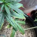 Mango Kush