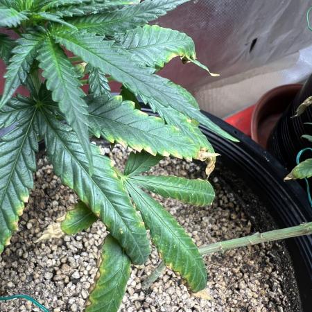 Mango Kush