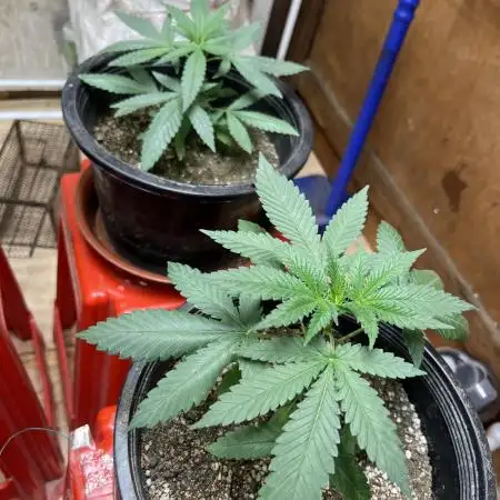Mango Kush