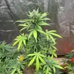 Blueberry Autoflowering