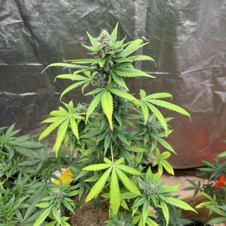 Blueberry Autoflowering