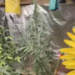 O.G. Kush Autoflowering