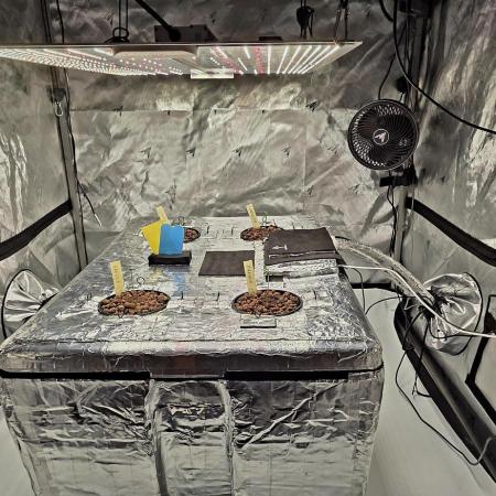 Wizard Trees DIY DWC