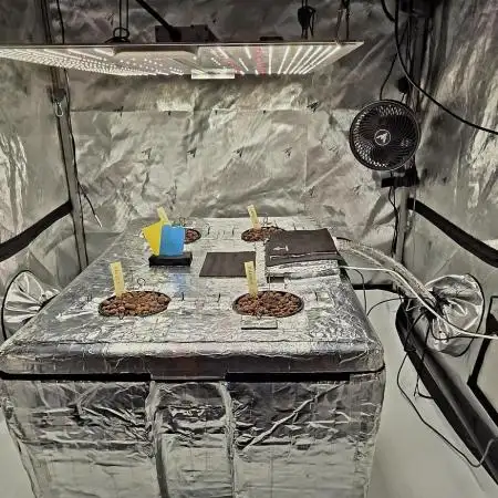 Wizard Trees DIY DWC