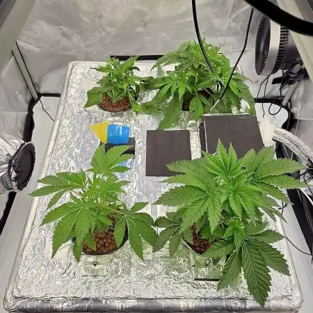 Wizard Trees DIY DWC