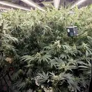 Wizard Trees DIY DWC