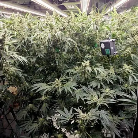 Wizard Trees DIY DWC