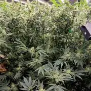 Wizard Trees DIY DWC