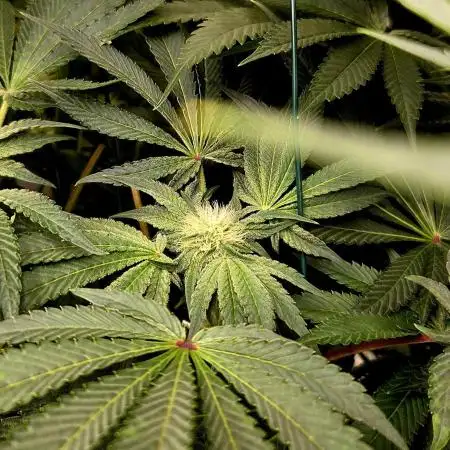 Wizard Trees DIY DWC