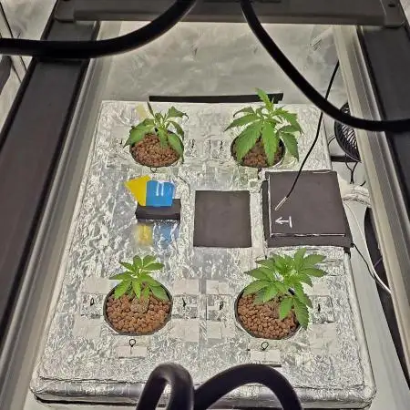 Wizard Trees DIY DWC