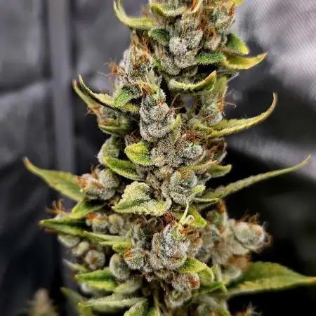 Runtz Auto / Barneys Farm