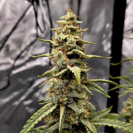 Runtz Auto / Barneys Farm
