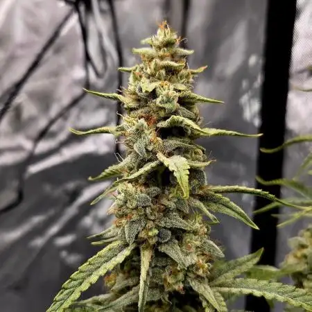 Runtz Auto / Barneys Farm