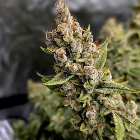 Runtz Auto / Barneys Farm