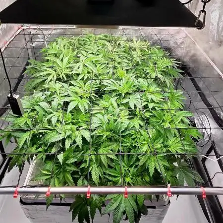 Humboldt DIY DWC