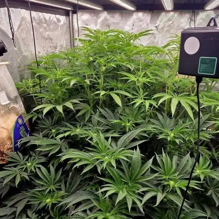 Wizard Trees DIY DWC